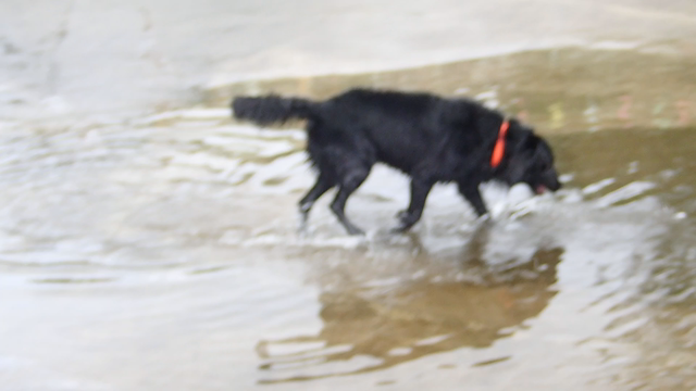 ランラン(’-’*)♪の記事動画