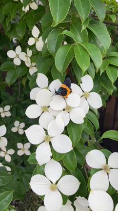アラフィフ女子が宮崎帰省でやりたかったこと(^^♪の記事動画