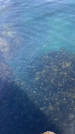 流行りのアイツの記事動画