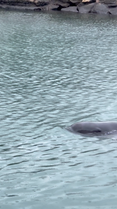 スペシャルキッズプログラムについて❤️の記事動画