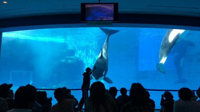 シャチとかイルカとか。。。の記事動画