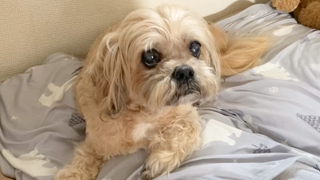 ブラックアウトタトゥー【カバーアップ　ブラックアーム　腕　和彫り】〜ryujitattoo〜の記事動画