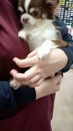 茶々丸の手術の記事動画