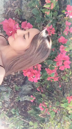 ブーゲンビリアの記事動画