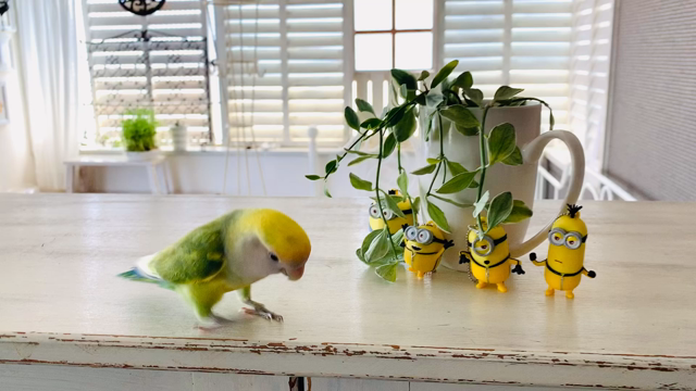 タッセル、豆苗、マロンクリーム。暦を学ぶ2〜8日まで。の記事動画