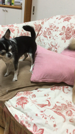 いつ仲良くできるのか‥(´･_･`)の記事動画