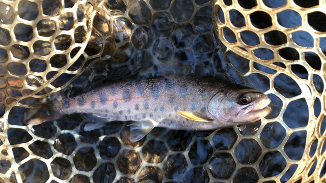 ヤマメの記事動画