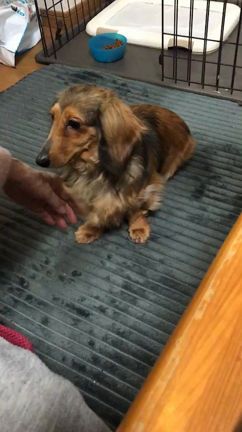 卒業犬便り ダックス ラナちゃんの記事動画