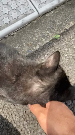 猫友の記事動画