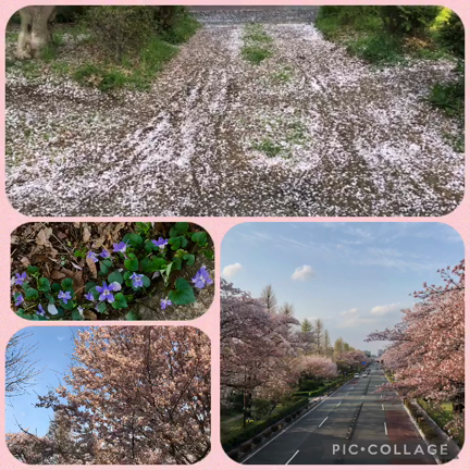 今年2回目国立駅の桜並木　Part2の記事動画