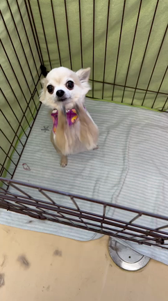 ピンキーわさだブログの記事動画