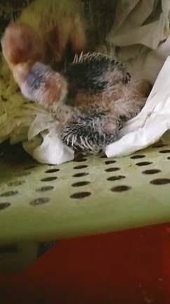 挿し餌の記事動画