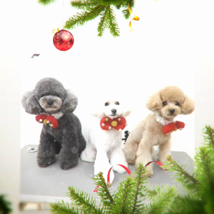 ☆トリミング☆の記事動画