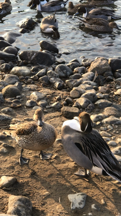 お正月☆の記事動画
