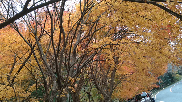 紅葉見にドライブの記事動画