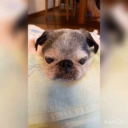 近ごろのレンの様子をご報告します♪︎の記事動画