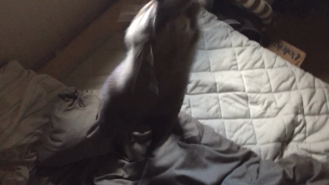 カワウソ コタローのローリングの記事動画