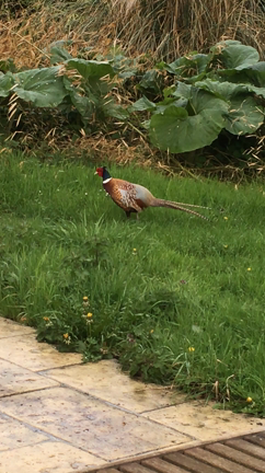 雉(きじ)のオスも「男は皆んな馬鹿だからの記事動画