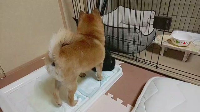 あっという間に∑(°口°๑)の記事動画