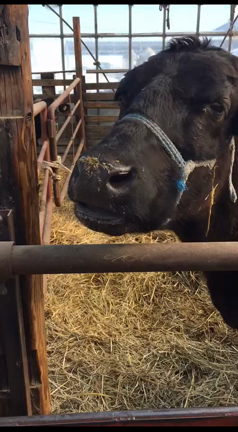 肉牛の不思議な仕草その２の記事動画