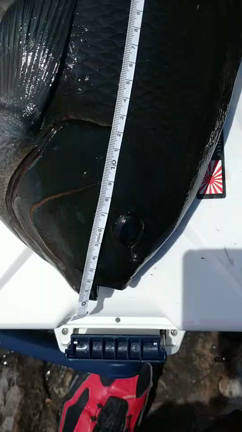 尾長６６cmオーバー‼️の記事動画