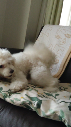 お転婆娘の記事動画