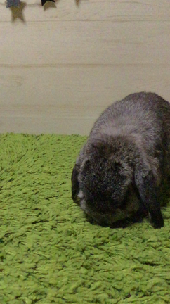 荒くれぼのちゃんの記事動画