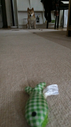 LOVE ねこじゃら（し）の記事動画