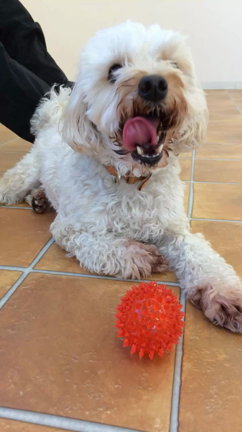 看板犬スマイルから感謝の言葉を！の記事動画