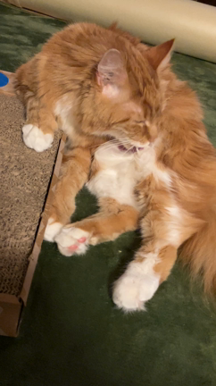 ただいま♫の記事動画