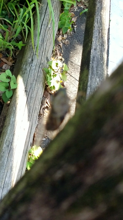 出雲大社常陸分社様へd&#61;(^o^)&#61;bの記事動画