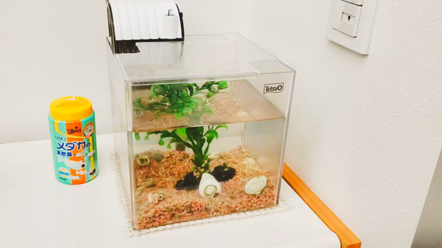 3年目のめだかの記事動画