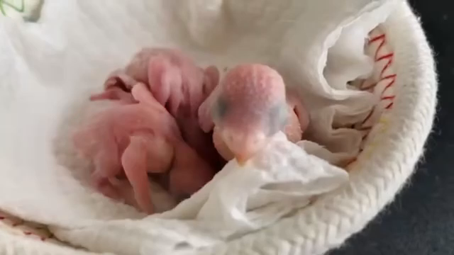 第二世代の誕生！の記事動画