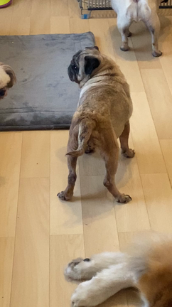 パグの女の子。の記事動画