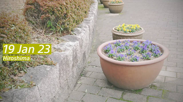 思い出&おみくじ〜(*^-^*)の記事動画