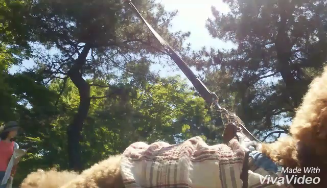 二足歩行犬動画集。。。の記事動画