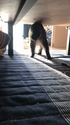 猫パンチの記事動画