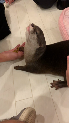 カワウソカフェに行ってきました！の記事動画