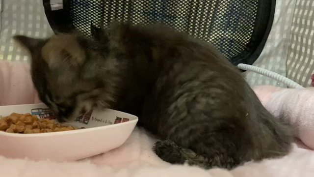 もうすぐ一キロだって‼️チビーズは食欲満点”の記事動画