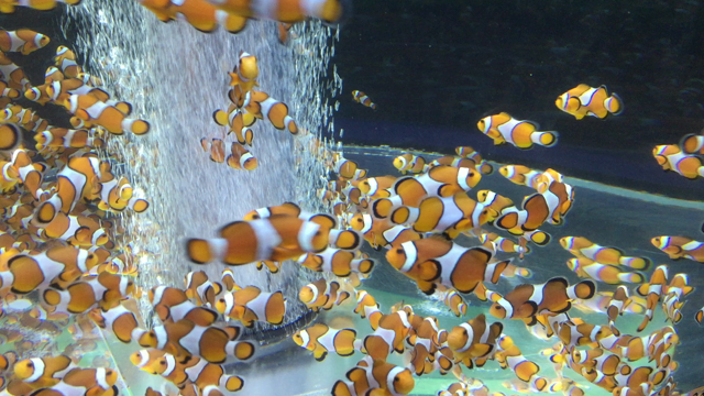 鴨川シーワールドの記事動画