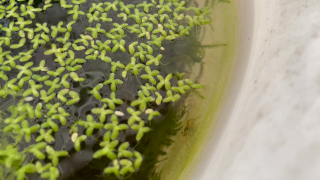 智史先生の趣味の記事動画