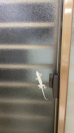 ヤモリ君捕食の記事動画