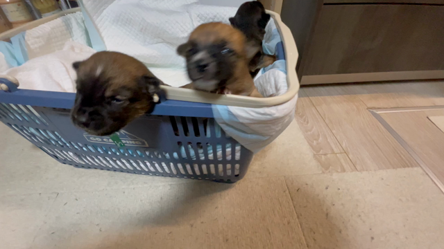 正式譲渡と新しいミルクの子達。の記事動画