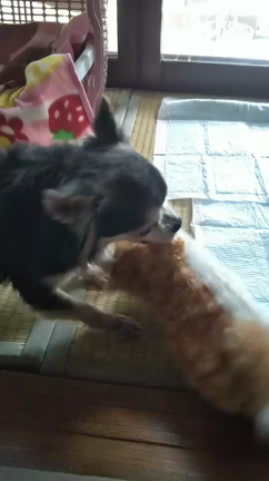 “ふたば”正式譲渡決定！の記事動画