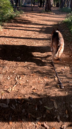 今日の公園の記事動画