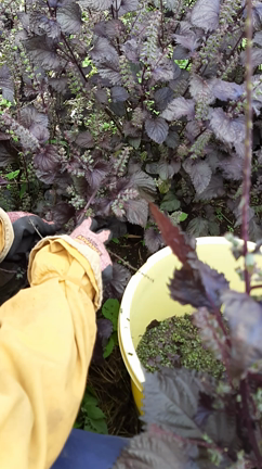 SHINSEKIハウス建築に向かって　その23　来年のしその実摘みは、ご一緒にの記事動画