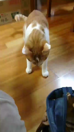 こう見えての記事動画