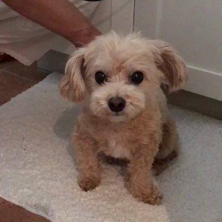 【白いお家のPetiteLuxe】ドライヤー好きなわんこの記事動画