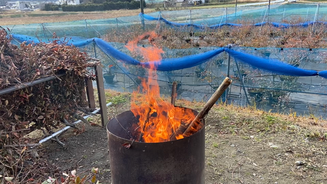 今日はピザ・焼き芋パーティーの記事動画