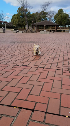 わーーい！！の記事動画